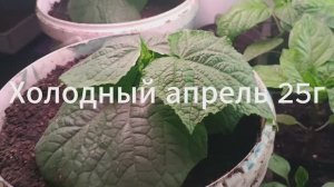 Холодный Апрель 25г