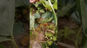 Пересорт клубники и это уже точно. Сорта Верона и Перчинкью.