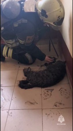 Спасение кота на пожаре в Ростове#shorts