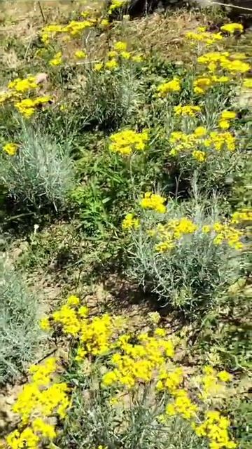 L'Elicriso della Collina del Sole смотреть онлайн