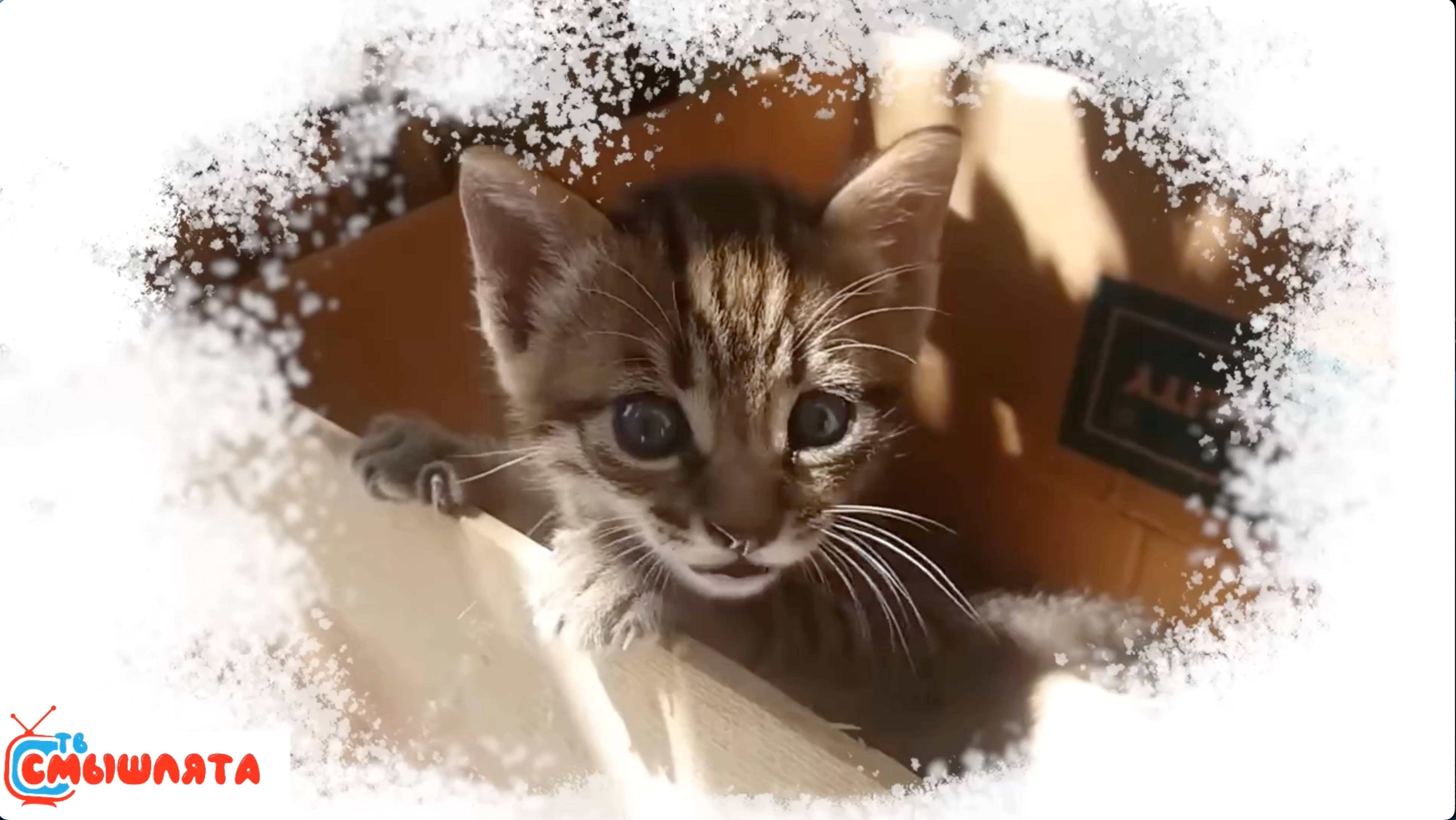 Изучаем ЗВУКИ - как говорят ЖИВОТНЫЕ, 2-3-4 года, видео для МАЛЫШЕЙ и ДЕТЕЙ 5,6,7 лет. Азбука смотреть онлайн