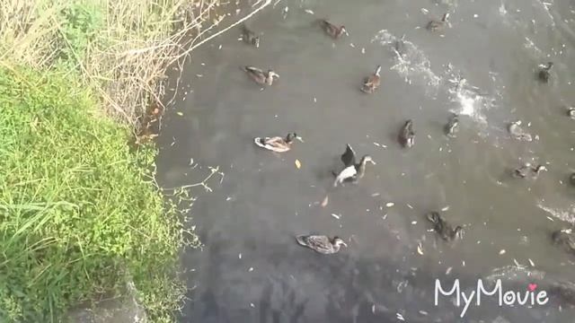 Цены на бензин, утки, ибисы и невидимый угорь (Сидней). смотреть онлайн