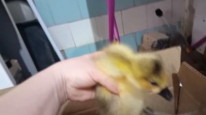 Сбылась мечта. Мои Холмогоры.