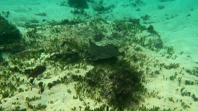 Eagle Ray at Slaughter Bay - Norfolk Island