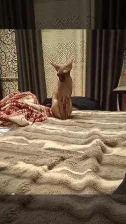 Кот Аватар