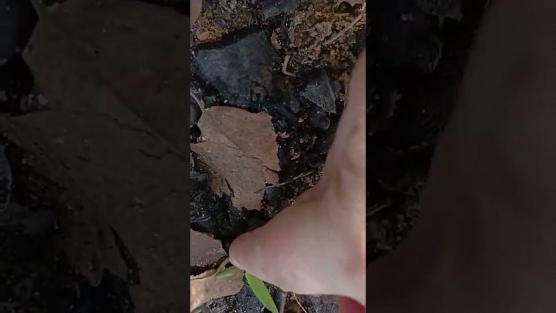 полезли первые тюльпаны