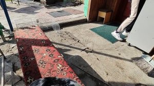 Бездомные кошки и наши домашние кролики🐰🐇