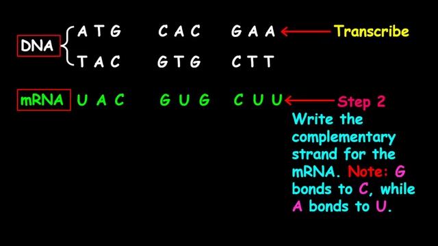 DNA to Protein + Reading codon chart (the basic steps) смотреть онлайн