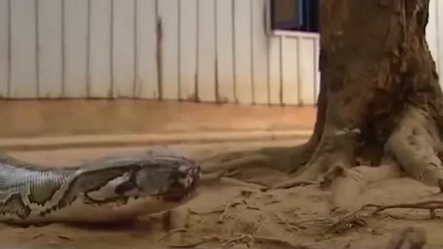 5 ШОКИРУЮЩИХ СЛУЧАЕВ ДРУЖБЫ ЖИВОТНЫХ И ЛЮДЕЙ смотреть онлайн