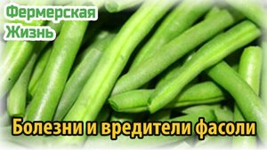 Болезни и вредители фасоли