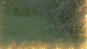 ЛЕВ ПОЛУЧИЛ по МОРДЕ от РАЗЪЯРЁННОЙ ЛЬВИЦЫ, КОГДА ПОПЫТАЛСЯ ПРОБРАТЬСЯ в НОРУ