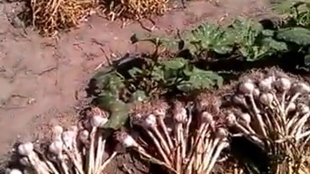 Копаем чеснок. Жидкая подкомка. Экологичиски чистые продукты