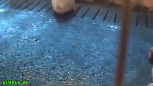 The Backyard Farming with Breeding House, Gestating Pens, Fatteners & The Future Guilts смотреть онлайн