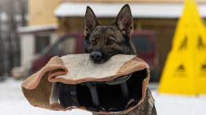 Элизхаус Штеффи. Тренинг с Павлом Зоркиным.