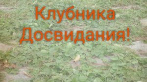 Завершаю клубничный бизнес.