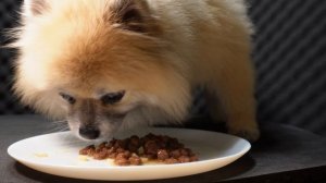 Счастливчик ASMR✅