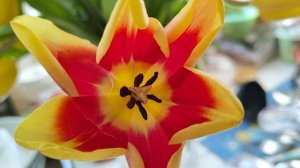 тюльпаны расцвели, жизнь в деревне, деревенские будни, тюльпаны, цветы