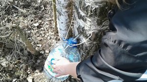 Сбор березового сока Надо успеть #берёзовыйсок #весна #spring #сборберёзовогосока #birch_juice