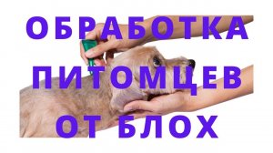 Обработка кошек и собак от блох - рассказывает ветеринарный врач
