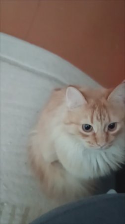 Сами играйте со своей мышью 🐀🤭