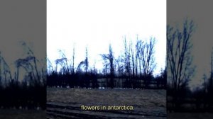 flowers in antarctica