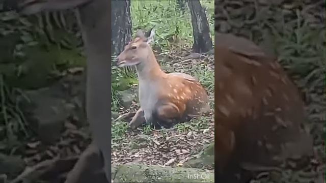 Приморский Сафари парк