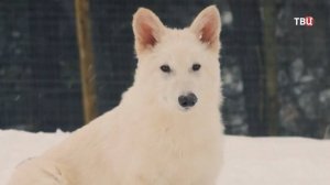 Научная сенсация или фейк? Американцы похвастались клонированием лютоволков / События на ТВЦ