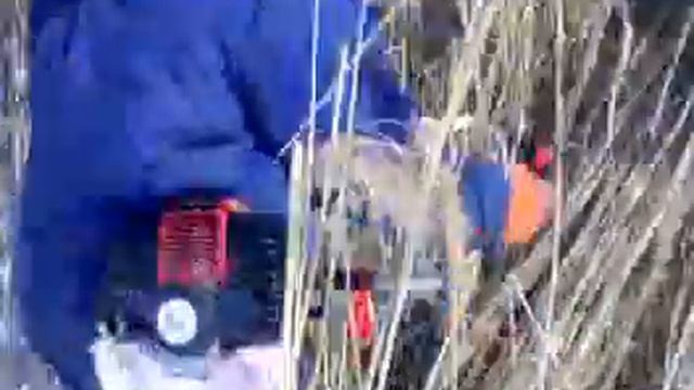 Скашивание "очерета" для утепления дома бензокосой смотреть онлайн