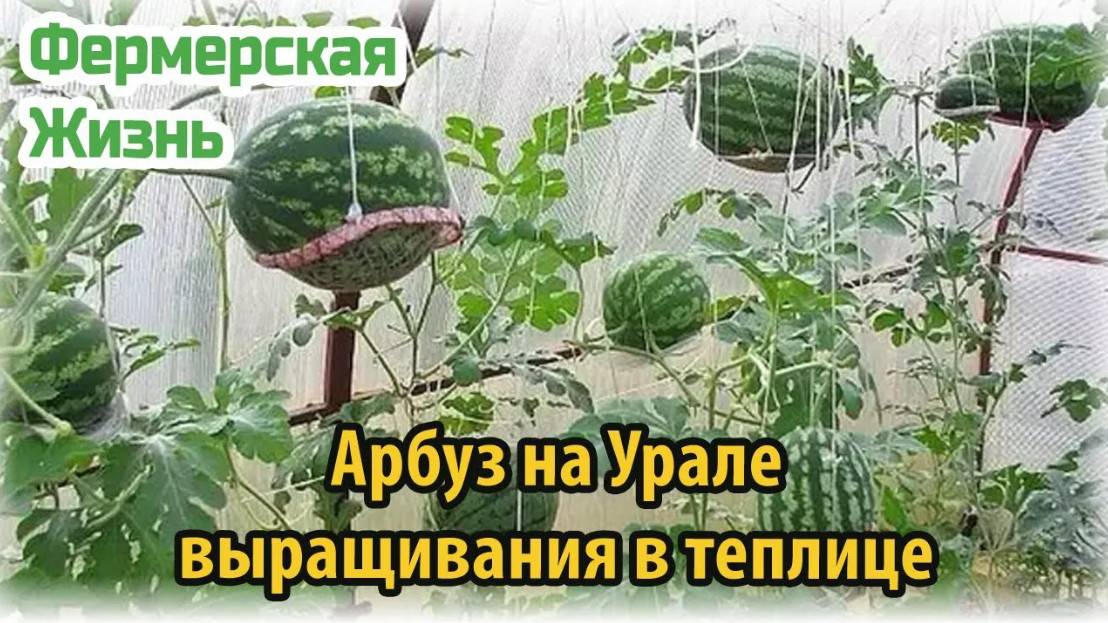 Арбуз на Урале особенности выращивания в теплице