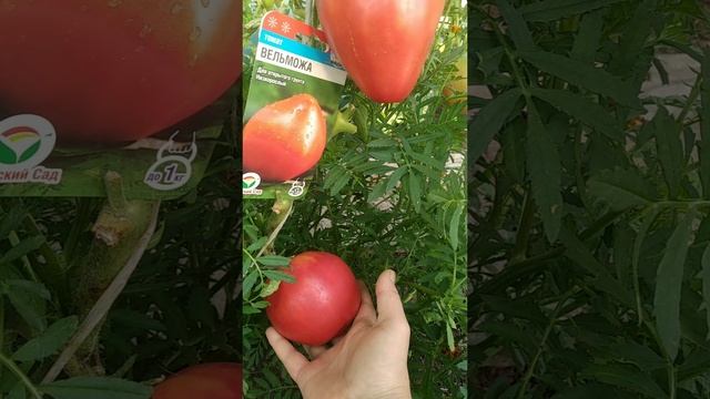 Самые Лучшие Томаты от Сибирского Сада!
