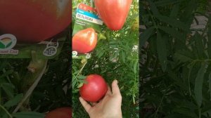 Самые Лучшие Томаты от Сибирского Сада!