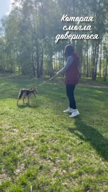 Откройте свое сердце для этой прекрасной девочки #shortvideo #youtube #youtubeshorts #собака смотреть онлайн