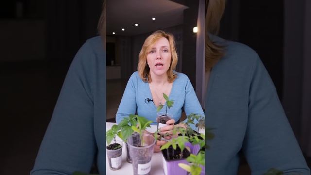 Чем подкормить рассаду? Присмотритесь – подскажет сама! Определяем нехватку элементов по листьям