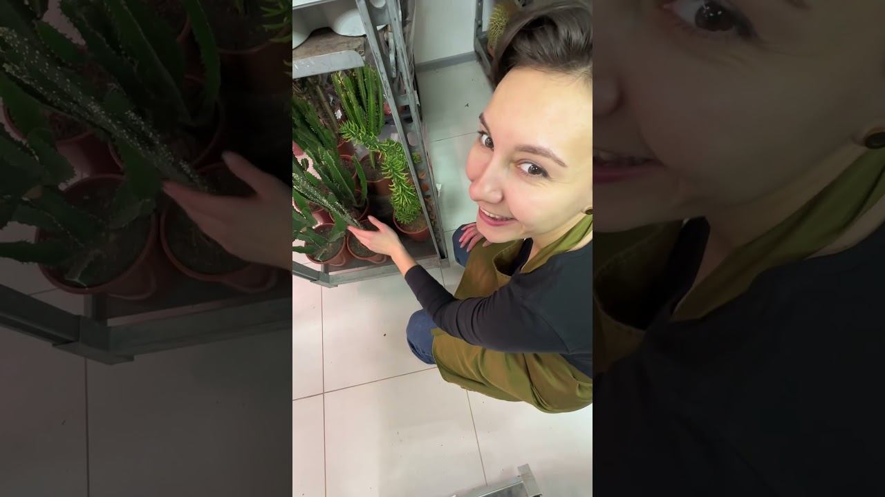 ПРИХОДИ ЗА КАКТУСАМИ