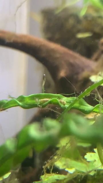 Hydra eating aquarium worm смотреть онлайн