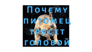 Почему кошка или собака чешет уши? Что это значит и что делать?