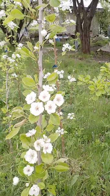 05.04.2025 груша Любимица Клаппа