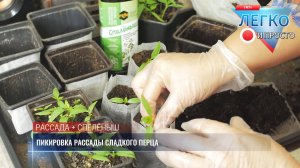 100% приживаемость рассады сладкого перца: простые действия при пикировке.