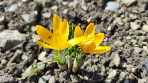 Наш сад 05.04