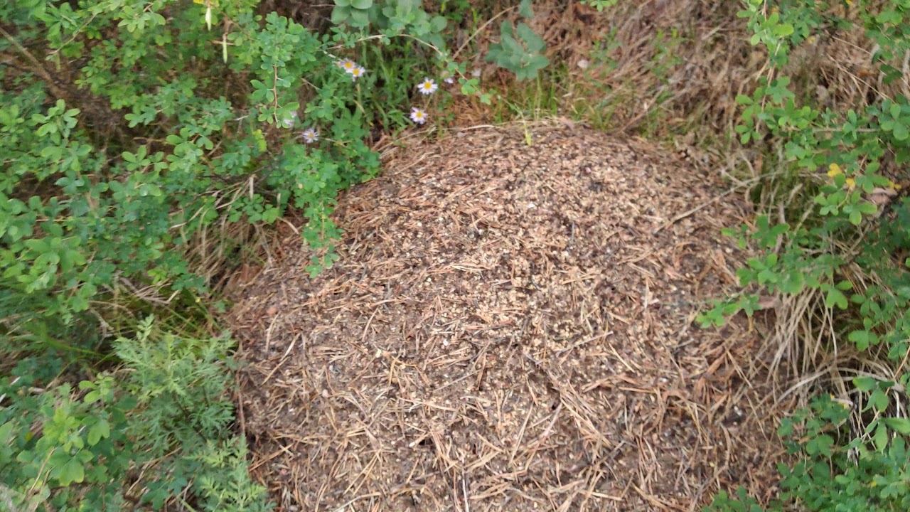 Прогулка с козами 4 смотреть онлайн