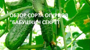 Обзор огурцов сорта "Бабушкин секрет," ранний перец "Винни-пух" .