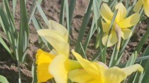 8.04.2025 г. Весна.