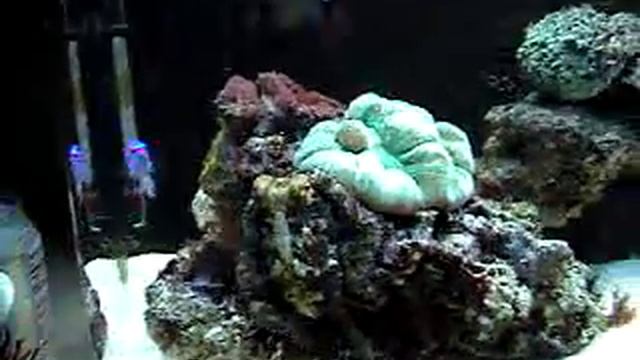 Octopus 3