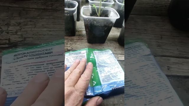 как рассада выглядит,так её и кормом.
