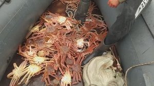 Охота на крабов