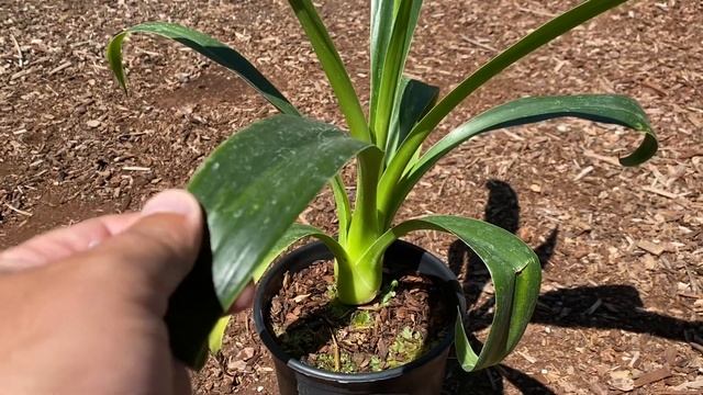 Rare plant Alert - Trunking Beschorneria смотреть онлайн