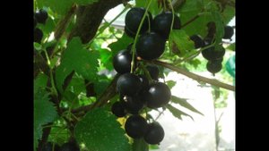 Обработка смородины весной Бассейн на зиму не убираем #смородина #бассейнкаркассный #садоводство