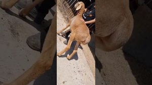 арашан кузи совлук томоша учун куринг наслга зур совлик