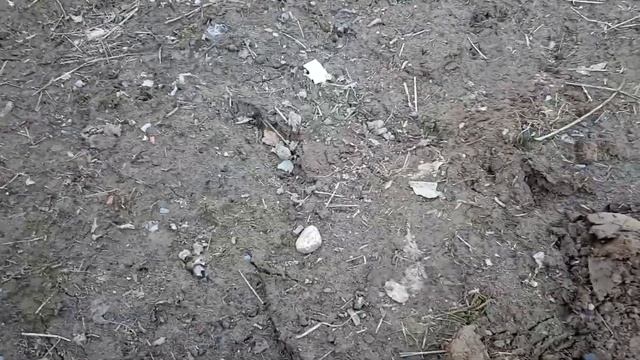 Садим деревья на севере Сибири, дубы в поддержку защитников России. смотреть онлайн