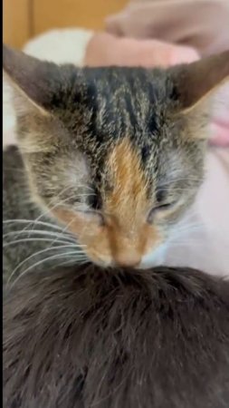 ТГК:Симбочка милочка 🐱😸😻#рек